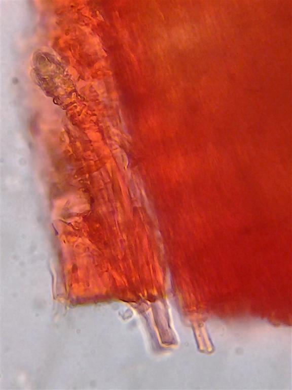 Steccherinum ochraceum? (Steccherinum bourdotii)